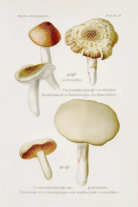 Framed Print : Tricholoma mushroom 1891 Framed Print : Tricholoma mushroom 1891