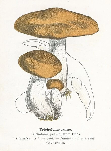 Tricholoma mushroom engraving 1895