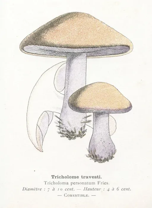 Framed Print : Tricholoma mushroom engraving 1895 Framed Print : Tricholoma mushroom engraving 1895