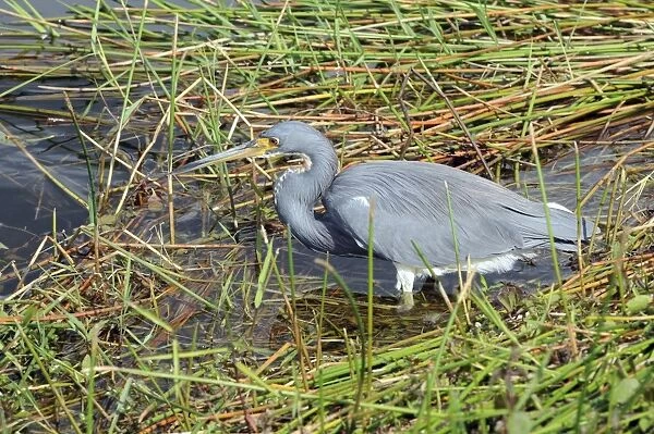 Tricolored heron, Egretta tricolor, stalking prey. You can see its feet through the water. Everglades National Park, Florida, USA. UNESCO World Heritage Site (Biosphere Reserve)