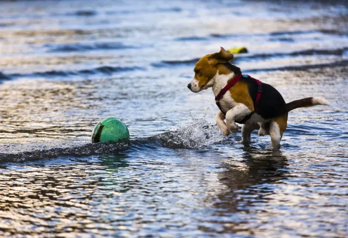 Framed Print : Tricolour Beagle, male playing in the water with a buoy Framed Print : Tricolour Beagle, male playing in the water with a buoy