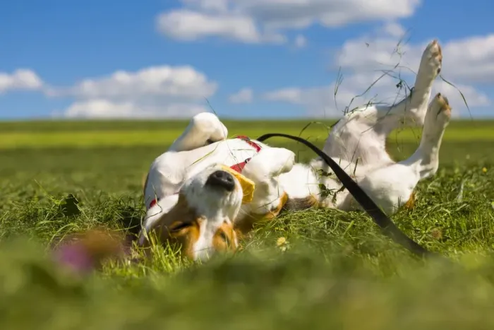 Framed Print : Tricolour Beagle, male rolling in the grass Framed Print : Tricolour Beagle, male rolling in the grass