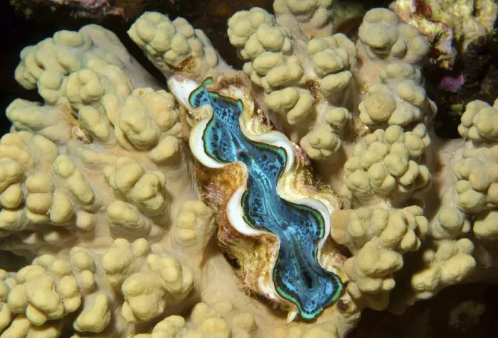 Framed Print : Tridacna saltwater clam species -Tridacna Bruguiere-, Red Sea, Egypt, Africa Framed Print : Tridacna saltwater clam species -Tridacna Bruguiere-, Red Sea, Egypt, Africa