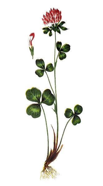 Trifolium pratense, the red clover