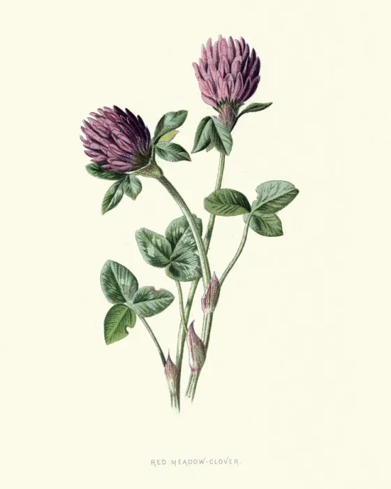 Framed Print : Trifolium pratense, red clover, botanical flower print Framed Print : Trifolium pratense, red clover, botanical flower print