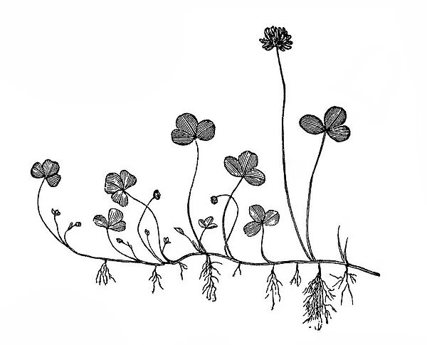 Trifolium repens (white clover)