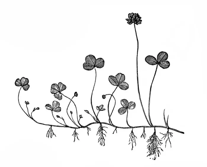 Framed Print : Trifolium repens (white clover) Framed Print : Trifolium repens (white clover)