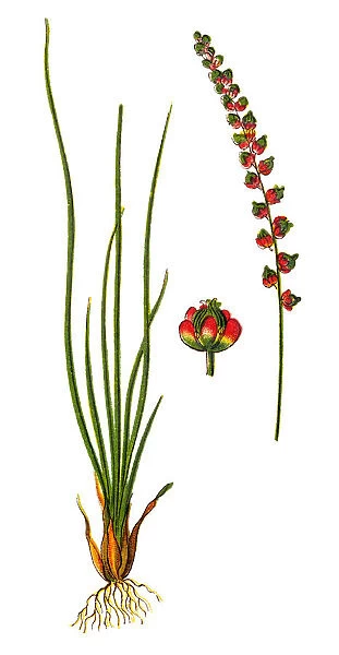 Triglochin maritima (seaside arrowgrass, common arrowgrass, sea arrowgrass and shore