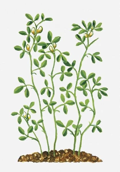 Trigonella foenum-graecum (Fenugreek)