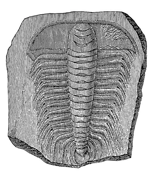 Trilobite (Asaphus caudatus)
