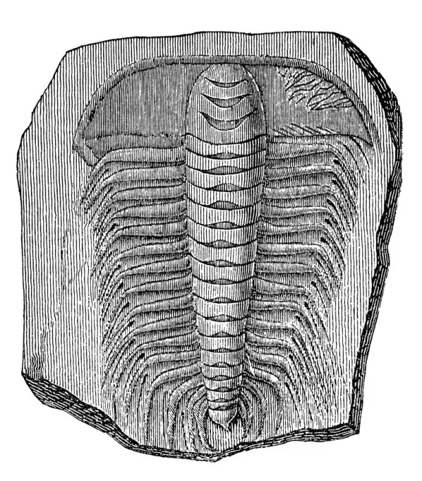 Framed Print : Trilobite (Asaphus caudatus)