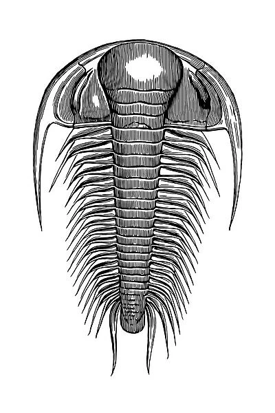 Trilobite paradoxides