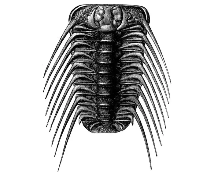 Framed Print : Trilobites Acidaspis buchi from the Silurian era Framed Print : Trilobites Acidaspis buchi from the Silurian era