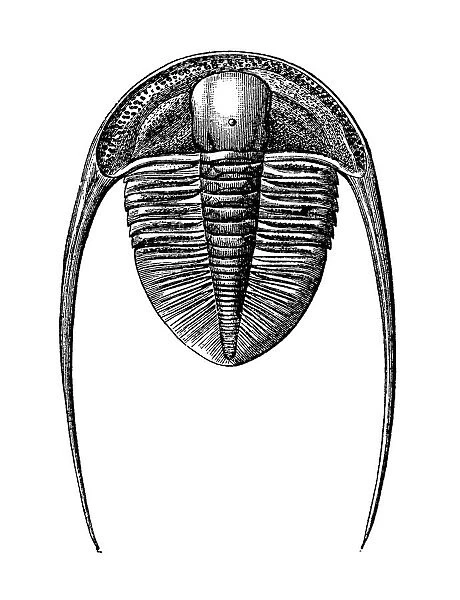 Trilobites Dionide Formosa from the Silurian era