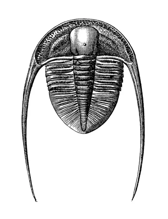 Framed Print : Trilobites Dionide Formosa from the Silurian era Framed Print : Trilobites Dionide Formosa from the Silurian era