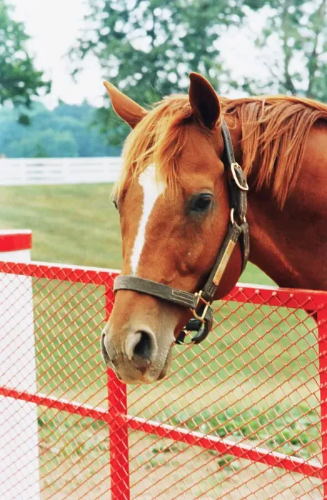 Framed Print : Triple Crown Winner Affirmed at Calumet Farm Framed Print : Triple Crown Winner Affirmed at Calumet Farm