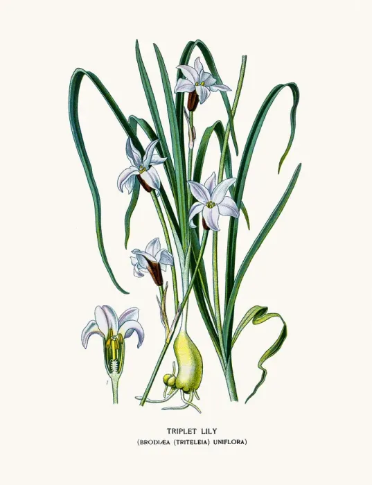 Framed Print : Triplet lily Framed Print : Triplet lily