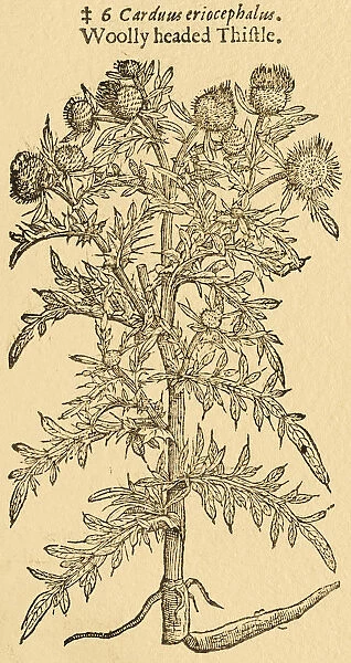 Tristle plant, Carduus, 17 century botanical