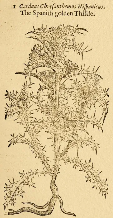 Framed Print : Tristle plant, Carduus, 17 century botanical Framed Print : Tristle plant, Carduus, 17 century botanical