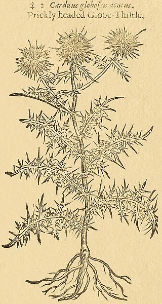 Tristle plant, Carduus, 17 century botanical