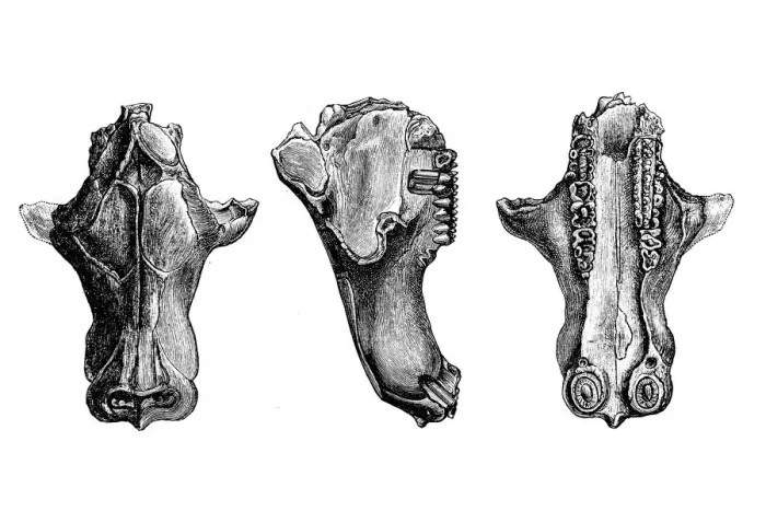 Framed Print : Tritylodon (skull) is an extinct genus of tritylodonts, one of the most advanced group of cynodont therapsids Framed Print : Tritylodon (skull) is an extinct genus of tritylodonts, one of the most advanced group of cynodont therapsids