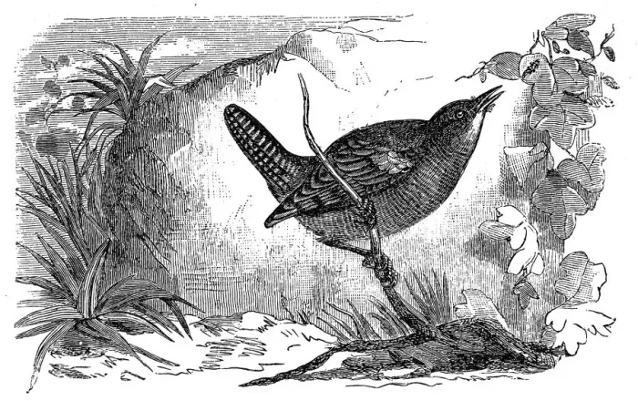 Framed Print : Troglodytes (wren) Framed Print : Troglodytes (wren)