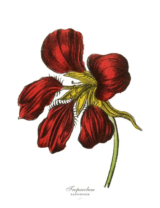Framed Print : Tropaeolum and Nasturtium Plants, Victorian Botanical Illustration Framed Print : Tropaeolum and Nasturtium Plants, Victorian Botanical Illustration