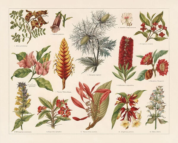 Tropic, evergreen, and poisonous plants, chromolithograph, published in 1897