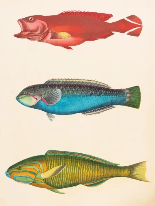 Framed Print : Tropical asian fishes illustration 1856 Framed Print : Tropical asian fishes illustration 1856