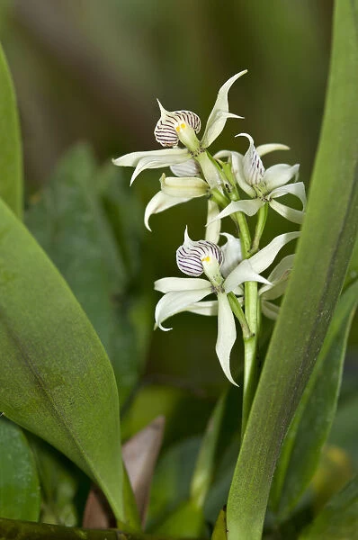 Tropical Clamshell Orchid -Epidendrum cochleatum- with shell-shaped lip, in habitat, Tiputini rainforest, Yasuni National Park, Ecuador, South America