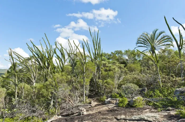 Framed Print : Tropical dry forest landscape with river and rocks, with Madagascan Ocotillo or Alluaudia -Alluaudia procera-, Didiereaceae, Andohahela National Park, near Fort-Dauphin or Tolagnaro, Madagascar Framed Print : Tropical dry forest landscape with river and rocks, with Madagascan Ocotillo or Alluaudia -Alluaudia procera-, Didiereaceae, Andohahela National Park, near Fort-Dauphin or Tolagnaro, Madagascar