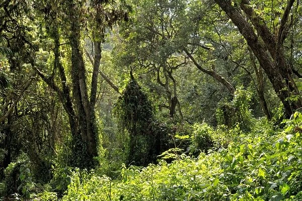 Tropical forest at Mti Mkubwa or Forest Camp (Lemosho trail), Kilimanjaro National Park