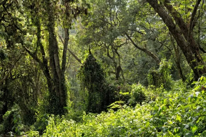 Framed Print : Tropical forest at Mti Mkubwa or Forest Camp (Lemosho trail), Kilimanjaro National Park Framed Print : Tropical forest at Mti Mkubwa or Forest Camp (Lemosho trail), Kilimanjaro National Park