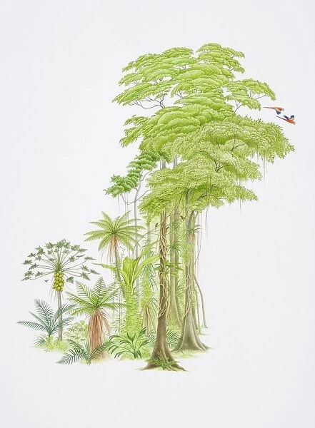 Tropical forest scene with monkeys swinging from hanging tree-roots and colourful parrots flying off branches