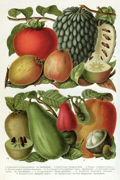 Framed Print : Tropical fruits illustration 1895 Framed Print : Tropical fruits illustration 1895