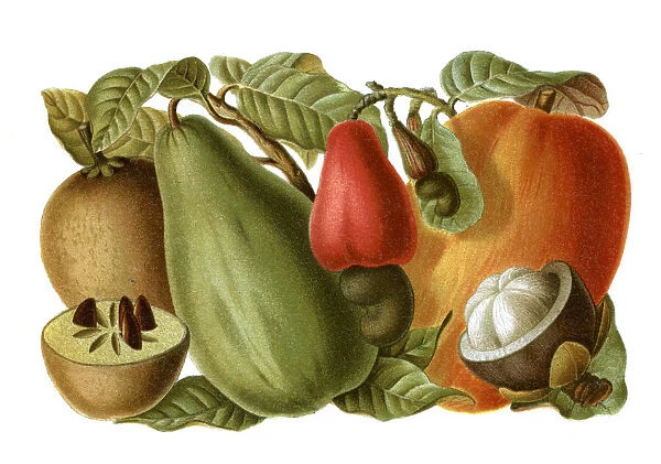 Tropical fruits lithography 1897