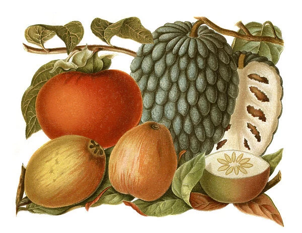 Tropical fruits lithography 1897
