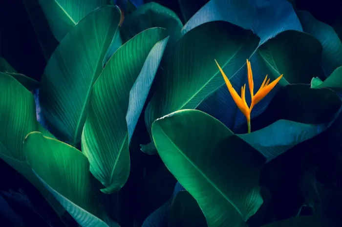 Framed Print : tropical leaves colorful flower on dark tropical foliage nature background dark green Framed Print : tropical leaves colorful flower on dark tropical foliage nature background dark green