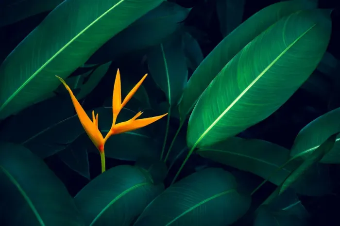 Framed Print : tropical leaves colorful flower on dark tropical foliage nature background dark green Framed Print : tropical leaves colorful flower on dark tropical foliage nature background dark green