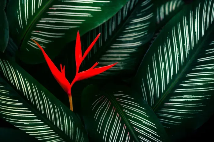 Framed Print : tropical leaves colorful flower on dark tropical foliage nature background dark green Framed Print : tropical leaves colorful flower on dark tropical foliage nature background dark green