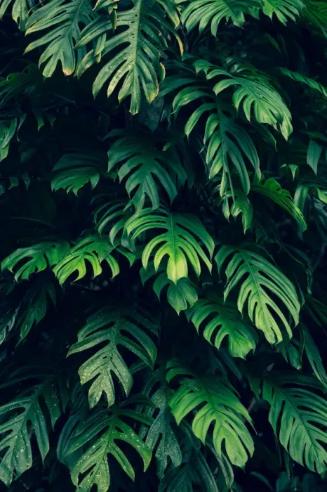 Framed Print : tropical leaves colorful flower on dark tropical foliage nature background dark green Framed Print : tropical leaves colorful flower on dark tropical foliage nature background dark green