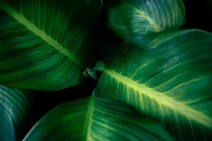 Framed Print : tropical leaves colorful flower on dark tropical foliage nature background dark green Framed Print : tropical leaves colorful flower on dark tropical foliage nature background dark green