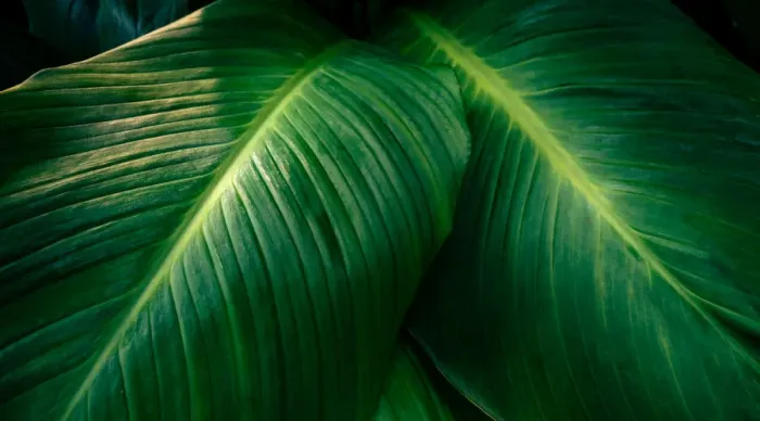 Framed Print : tropical leaves colorful flower on dark tropical foliage nature background dark green Framed Print : tropical leaves colorful flower on dark tropical foliage nature background dark green