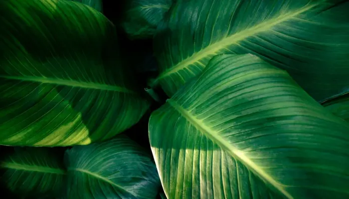 Framed Print : tropical leaves colorful flower on dark tropical foliage nature background dark green Framed Print : tropical leaves colorful flower on dark tropical foliage nature background dark green