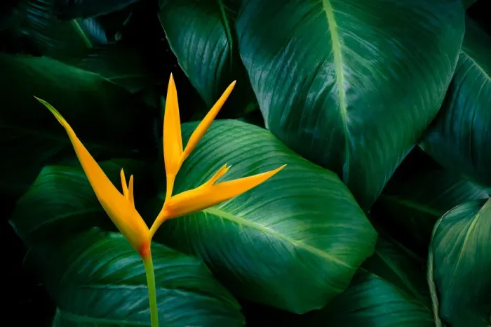 Framed Print : tropical leaves colorful flower on dark tropical foliage nature background dark green Framed Print : tropical leaves colorful flower on dark tropical foliage nature background dark green