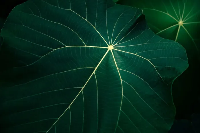 Framed Print : tropical leaves flower on dark tropical foliage nature background dark green foliage Framed Print : tropical leaves flower on dark tropical foliage nature background dark green foliage