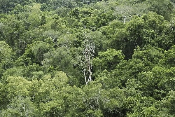Tropical reinforest, Iguazu National Park, Brazil  /  Argentina
