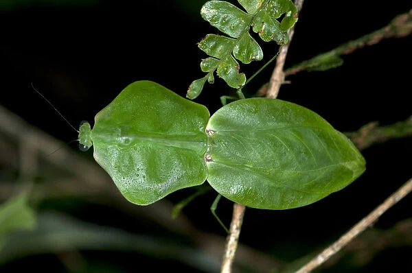 Tropical Shield Mantis, Hooded Mantis or Leaf Mantis -Choeradodis stalii-, Tiputini rain forest, Yasuni National Park, Ecuador, South America