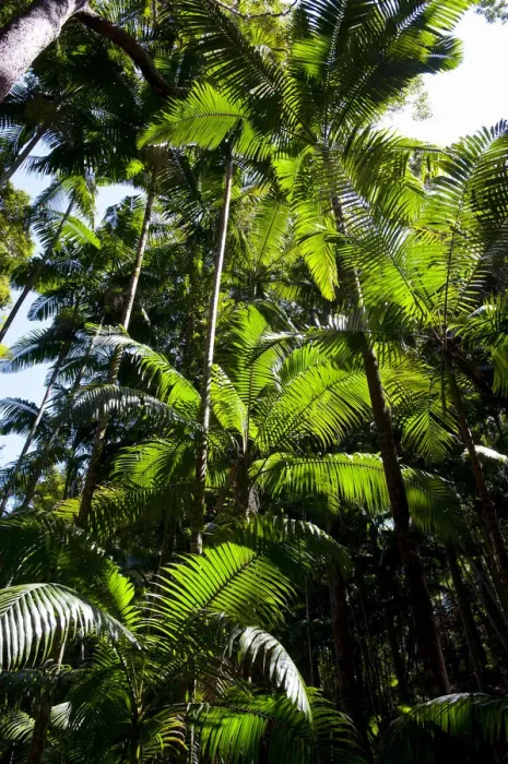 Framed Print : Tropical trees, Fraser Island, Queensland, Australia Framed Print : Tropical trees, Fraser Island, Queensland, Australia