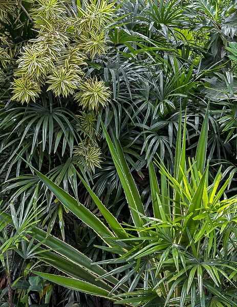 Tropical vegetation, nahe Beruwala, Westkuste, Westprovinz, Sri Lanka